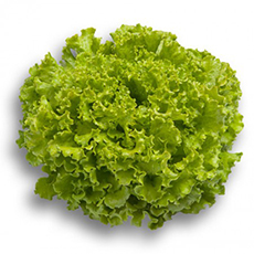 Alface Frisada Verde